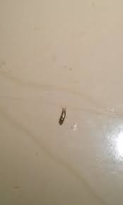 how to get rid of silverfish get rid of silverfish silverfish how to get rid