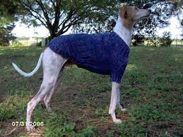 It's a rather complicated pattern with a lot of increase/ decrease, pick up stitches and stitching two pieces together. Free Custom Italian Greyhound Sweater Knitting Pattern Dog Coat Pattern Dog Sweater Pattern Knitting Patterns For Dogs