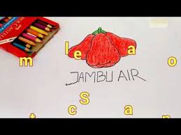 Gambar buah jambu biji sketsa namun memiliki rasa yang tak kalam manis dengan jambu air. Contoh Gambar Mewarnai Jambu Biji Kataucap