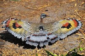 Brown Bird With White Stripes On Wings And Tail A Cryptic Bird Except When Displaying The Sunbittern Has A Very Long Thin Neck With A Long Tail And Long Pointed Bil Huisdier Vogel Prachtige Vogels Vogels
