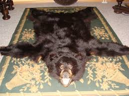 Herzlich willkommen hier bei uns. Schwarzbarfell Kanada Jagdstube Barenfell Bar Bear Vorleger Pelz Jagd