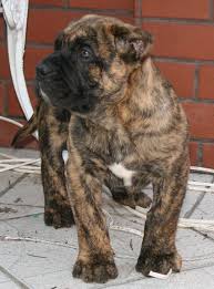 Presa Canario Kangal Dog Presa Canario Dogs