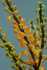 Image result for Polystachya undulata