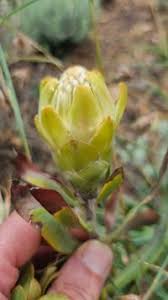 Image result for Protea welwitschii