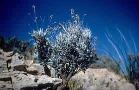 Check spelling or type a new query. El Cuachalalate Una Planta Medicinal Con Propiedades Anticancerigenas