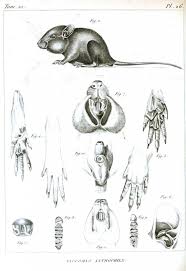 Yuki S Blog Drawing Everything Is Lovely 11 01 12 Rodents Squirrel Pictures Animals