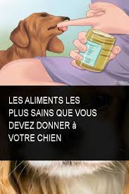 Les Aliments Les Plus Sains Que Vous Devez Donner A Votre Chien Chien Aliments Aliment Sains Pug Life Life Education
