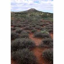 Image result for Pentzia incana