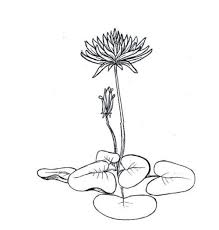 Simple, keren dan mudah dibuat. Fantastis 14 Gambar Flora Yang Mudah Digambar Beserta Warnanya Contoh Ragam Hias Flora Fauna Geometris Figuratif Bes Sketsa Bunga Lukisan Bunga Gambar Simpel