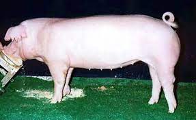 Chester White Pig We Raised These On The Family Farm Pig Breeds Pig Farming Pig