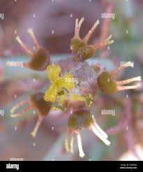 Image result for Euphorbia maleolens