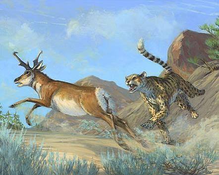 American Cheetah – Blue Line