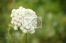 Ihr lateinischer gattungsname leucanthemum kommt aus dem griechischen und verweist auf ihr aussehen: Weisse Blume Die Im Garten Wachst Nahansicht Hintergrund Wandposter Poster Blutenstand Floristik Zunehmend Myloview De