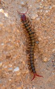 Household bugs come in all shapes and sizes, and the number of legs can be a key identifying factor. What Is The Evolutionary History Of Insects With Pictures
