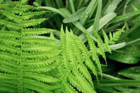 Maybe you would like to learn more about one of these? A Completely Unique Non Flowering Plant List Gardenerdy