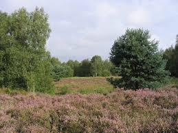 Brereton heath is a country park and local nature reserve (lnr) maintained by cheshire east ranger service. Cheshire East Countryside Rangers On Twitter Site Highlight Brereton Heath Local Nature Reserve Has Over 50 Acres Of Mainly Silver Birch And Oak Woodland Surrounding A 15 Acre Lake As Well As Areas Of Heathland A Wildflower Meadow And Wetland