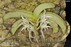 Image result for Cyrtorchis crassifolia