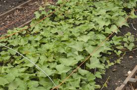 Check spelling or type a new query. How To Grow Sweet Potatoes Rhs Gardening