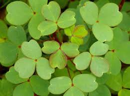 Image result for Oxalidaceae
