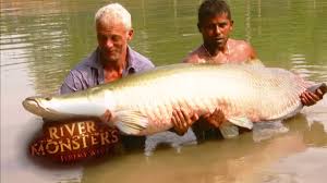 The Biggest Arapaima Jeremy Wade Has Ever Caught Arapaima River Monsters Youtube The official profile for extreme fishing show river monsters with angling explorer jeremy wade 🎣 this feed is managed by icon films. the biggest arapaima jeremy wade has ever caught arapaima river monsters