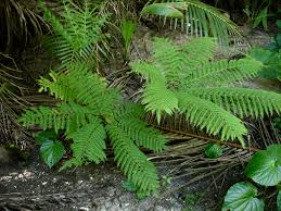 Image result for Pteris tripartita