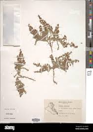 Image result for Cressa cretica