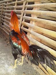 Seperti inilah perjalanan gua menuju peternakan ayam bangkok terbesar di kab. Peternakan Ayam Bangkok Kediri Jawa Timur Tentang Kolam Kandang Ternak