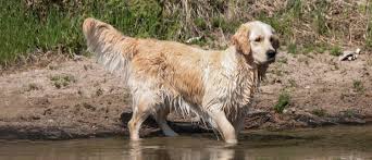 Review how much golden retriever puppies for sale sell for below. Regalgoldens Registered Breeder Of English Style Golden Retrievers Golden Retriever Puppies