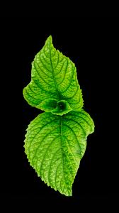 From swall.teahub.io mar 31, 2021 · desain undangan pernikahan hijau minimalis. Green Leaf Free Stock Photo