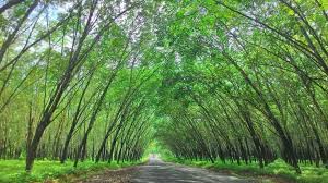  Hutan Karet Karang Anyar Lampung Hutan Wallpaper Ponsel Indonesia