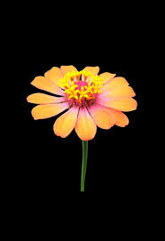 The flowers of zinnia (zinnia spp.) and dahlia (dahlia spp.) are alike in many ways. Zinnia Flowers Featured Content Lovingly