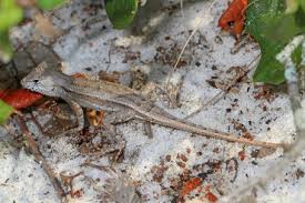 These unwanted creatures such as lizards and spiders needs to control in an. Are Florida Lizards Considered Pests Sunstate Pest Control