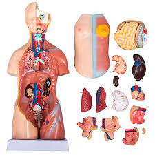 Home » torso model anatomy labeled » torso model anatomy labels are a means of identifying a product or container through a piece of fabric, paper, metal or. Vevor Torso Anatomy Model 17inch Human Torso 23 Parts Unisex Human Torso Model Anatomy Models Human Body Anatomical Model Skeleton Life Size Medical Anatomy Educational Teaching Tool Amazon Com Industrial Scientific