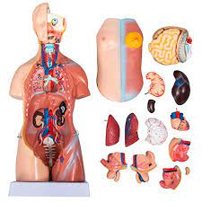 Bone and hyaline cartilage slide and osteon model. Vevor Torso Anatomy Model 17inch Human Torso 23 Parts Unisex Human Torso Model Anatomy Models Human Body Anatomical Model Skeleton Life Size Medical Anatomy Educational Teaching Tool Amazon Com Industrial Scientific