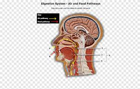 Neck human body anatomy head and neck anatomy reference body diagram muscles of the neck neck muscle anatomy muscle structure anatomy organs. Human Body Head And Neck Anatomy Physiology Head And Neck Anatomy Digestive System Head Anatomy Png Pngegg