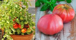 You can't let container tomatoes dry out even one day! Growing Heirloom Tomatoes In Pots 5 Best Heirloom Tomato Plants Balcony Garden Web