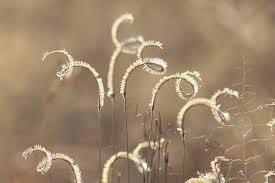 Image result for Ctenium concinnum