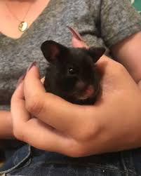 Black And White Syrian Hamster For Sale Beautiful Black Hamster Bear Hamster Cute Hamsters Hamster