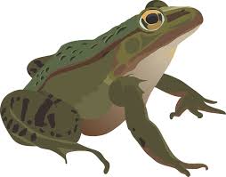 gambar katak png 7 png image gambar katak png 7 png image