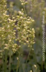 Image result for Heuchera cylindrica Greenfinch