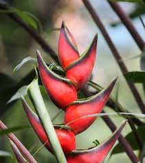 Image result for Heteromorpha involucrata