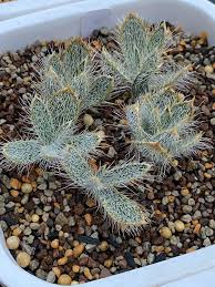 Image result for Gethyllis transkarooica