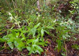Image result for Habenaria schimperiana
