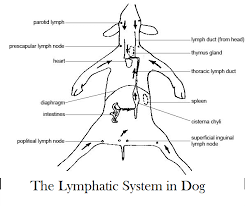 How To Check Dog Lymph Nodes Daily Dog Discoveries