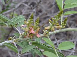 Image result for Indigofera schimperi