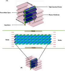 Of animal cell cultures bryan griffiths 1 introduction 19 2 general methods and culture parameters 20 cell quantification 20 equipment and. Impact Of Serum Concentration In Cell Culture Media On Tight Junction Proteins Within A Multiorgan Microphysiological System Sciencedirect
