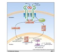 The replication of a wide range of different dna and rna animal. The Two Faces Of Interferon G In Cancer Clinical Cancer Research