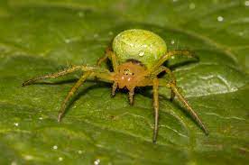 Araneids have eight similar eyes, hairy or spiny legs, and no stridulating organs. Green Orb Weaver Spider Hannah Norris Flickr