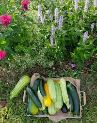 In the united states, unless you can be certain you are eating organic, our corn crops, beet crops, zucchini and squash crops are pretty much all genetically modified at this point. Just Like It Said On The Seed Package The Garden Professors