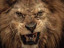 What Are Your Most Dominant Personality Traits Scary Lion Lion Pictures Animals